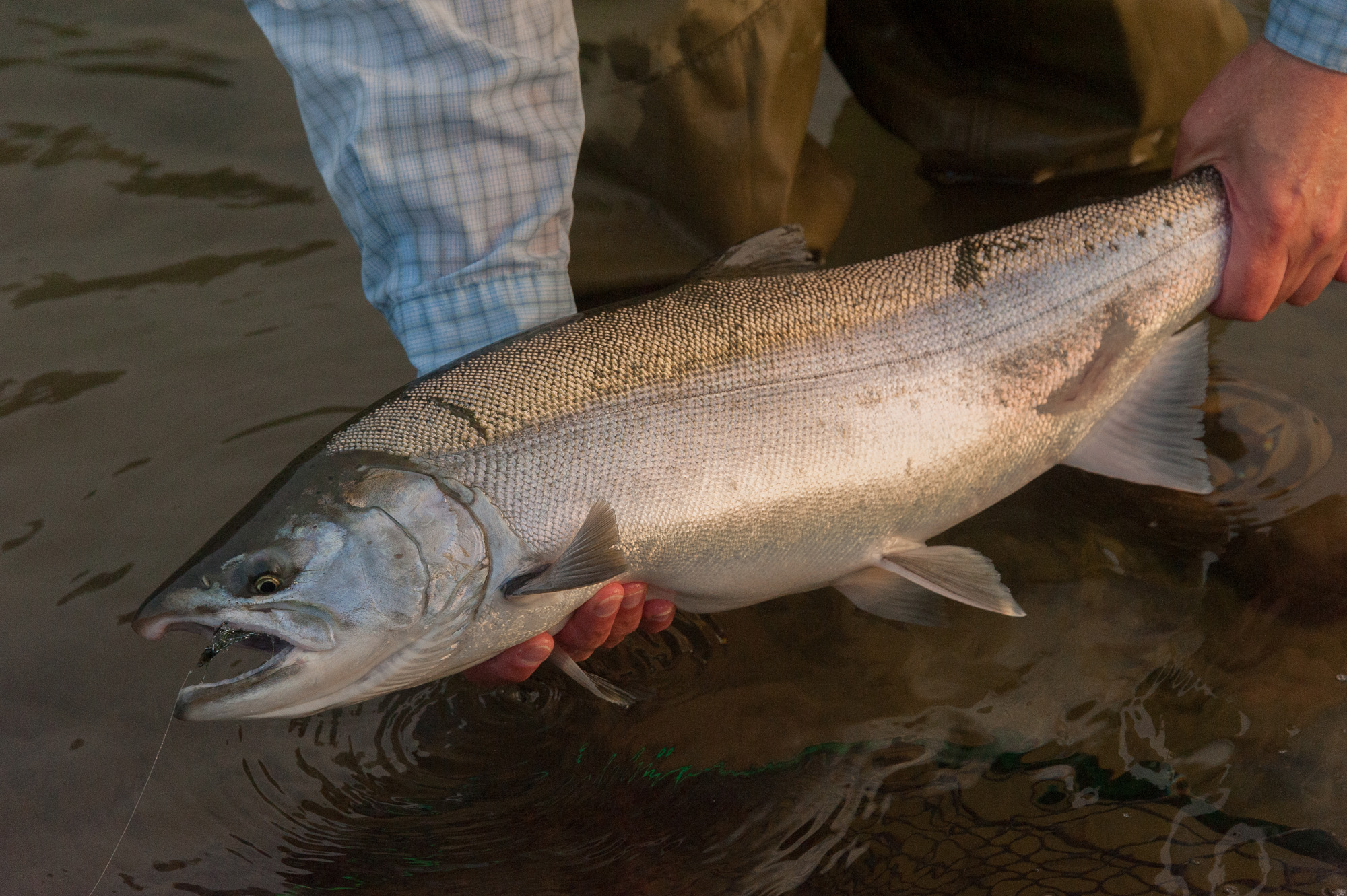 Silver salmon in wild western Washington