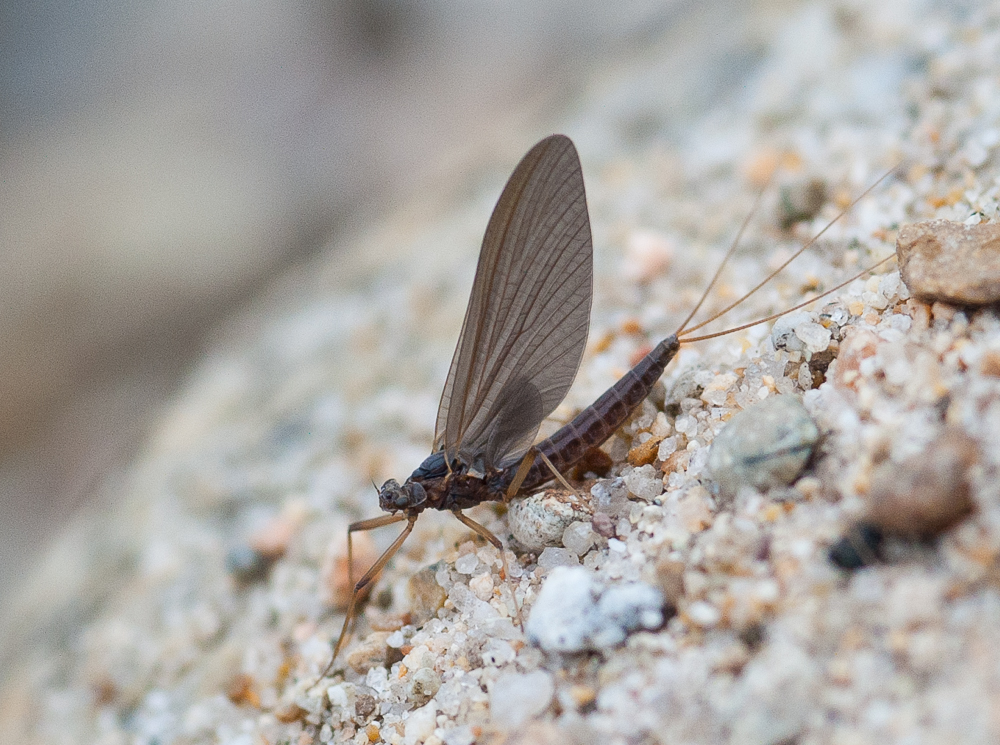 A mayfly. Photo by ©Carol Ann Morris