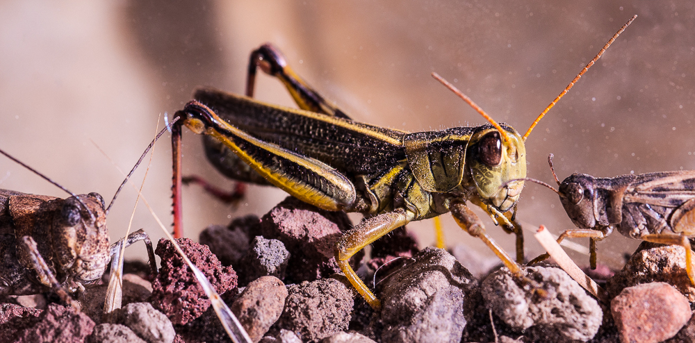  Grasshoppers. Photo ©Carol Ann Morris