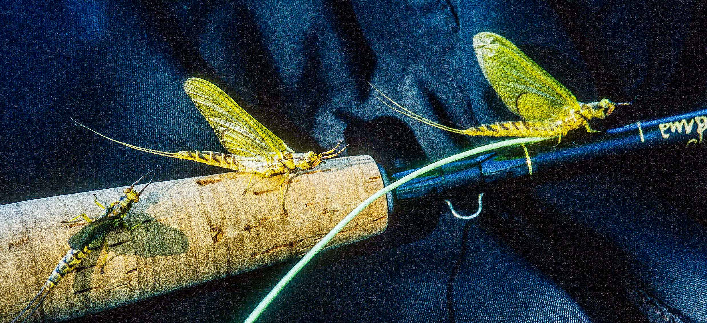 https://www.skip-morris-fly-tying.com/images/FirstTuesdayTips6ExperiencetheHexHatchatLeastOnceorTwice.jpg